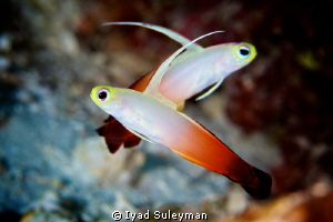 Red fire goby by Iyad Suleyman 